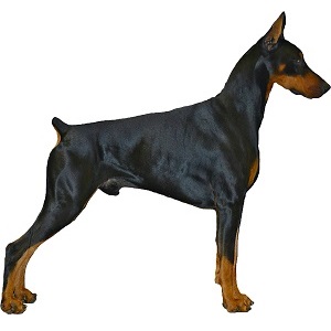American Doberman standing icon.