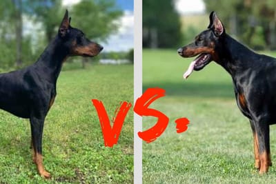 American vs European Doberman