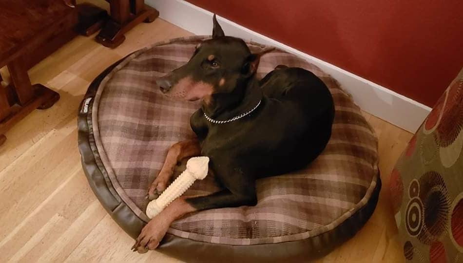 Doberman relaxing on his bed in an apartment.