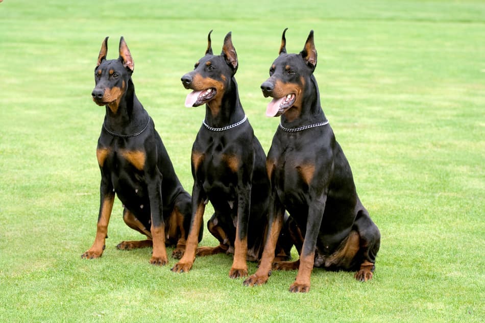 Three black Dobermans.
