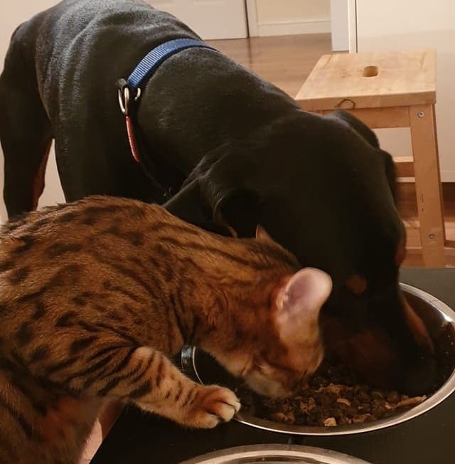 Doberman and a cat eating together.