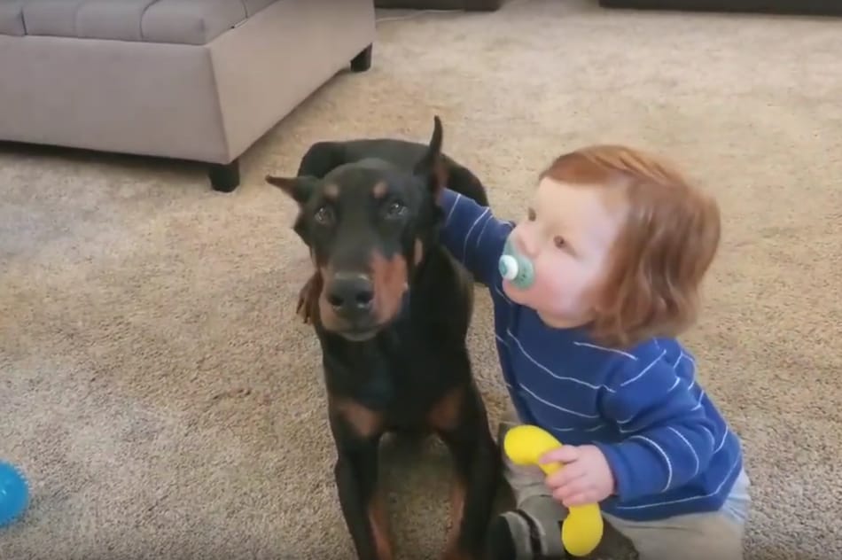 A Doberman and a kid hugging.