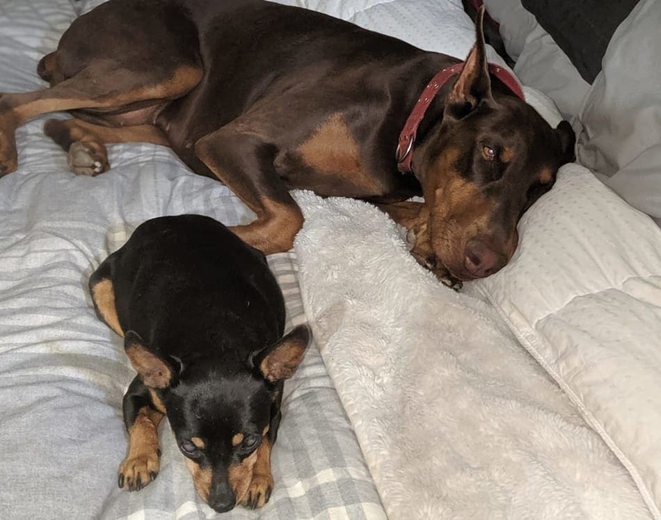 Doberman and Miniature Pinscher relaxing on their owner's bed together.