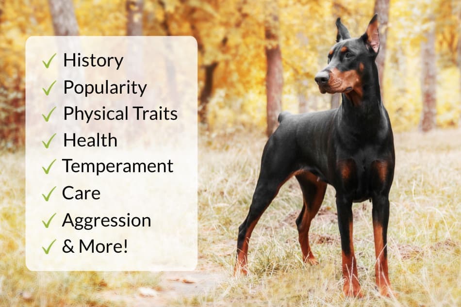 Doberman Breed Example