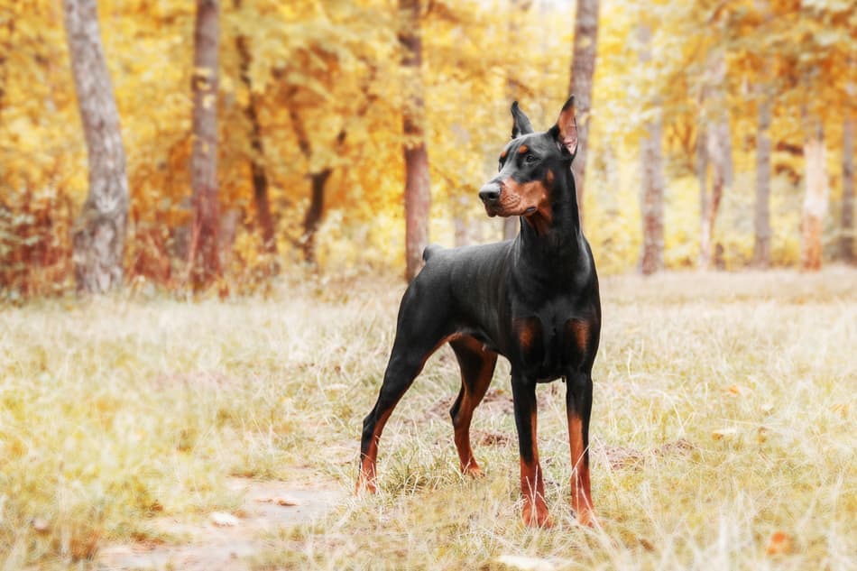 Doberman Breed Example