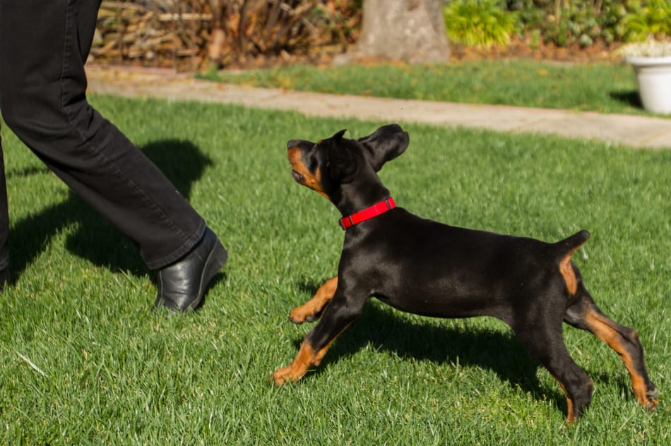 My Dobeman puppy trying to bite at my feet.