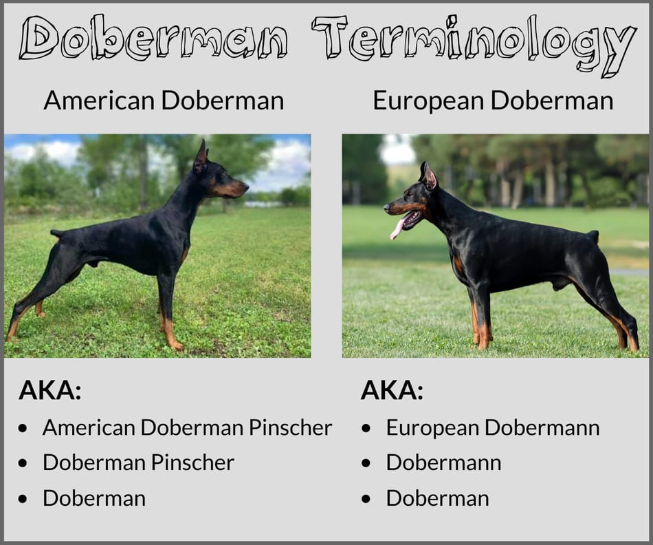 Correct Doberman Terminology