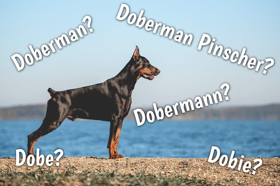 What's the difference between Doberman, Doberman Pinscher, and Dobermann?