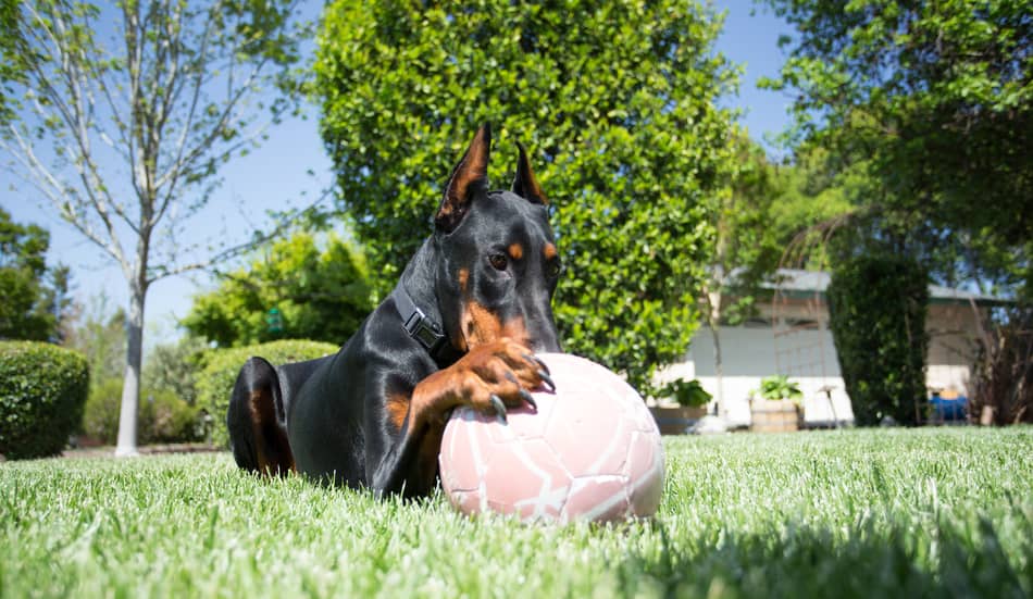 Doberman outside with a ball.