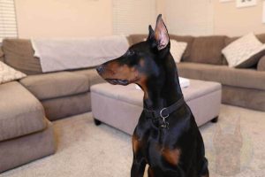 Black and rust colored Doberman profile shot.
