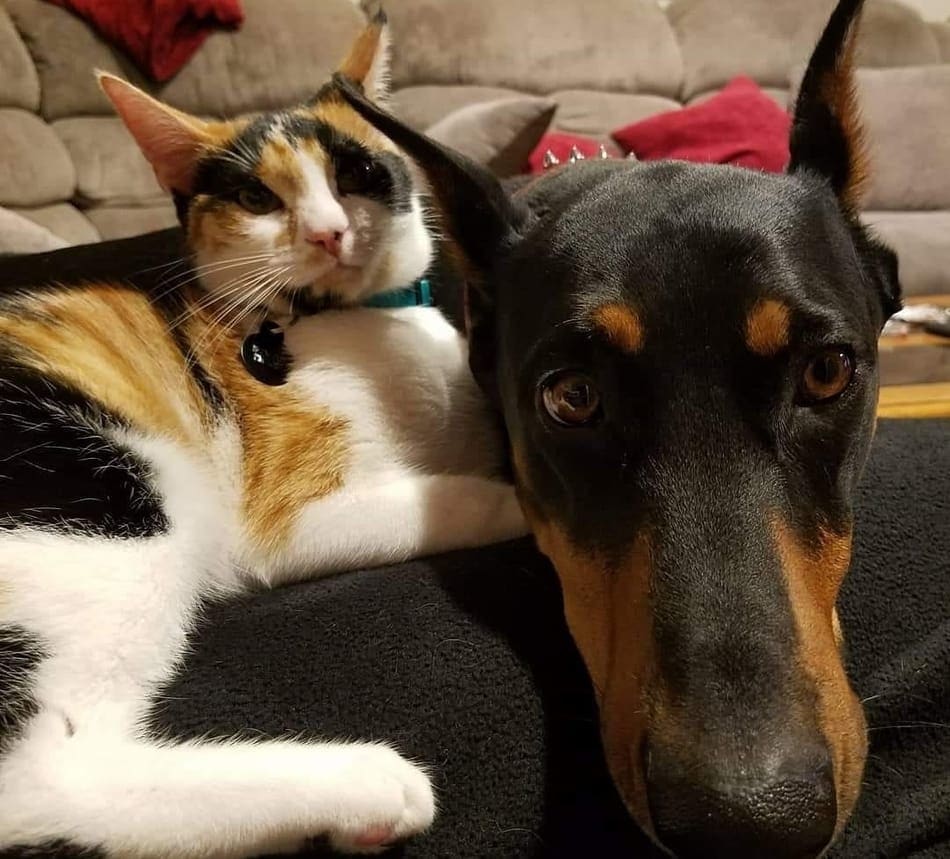 A Doberman relaxing with a housecat.