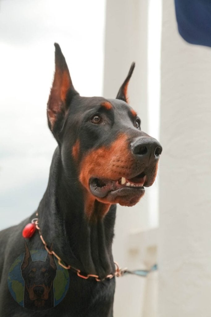 Close up of European Doberman face.