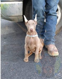 Melanistic fawn colored Doberman puppy.