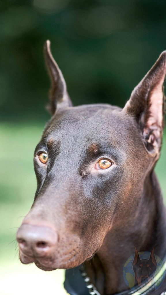 Close up of an adult Melanistic Red Doberman.