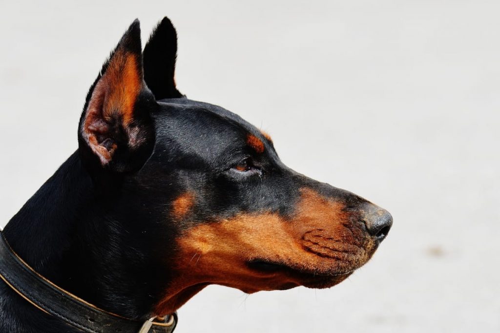 Profile view of a Doberman with a short ear crop.