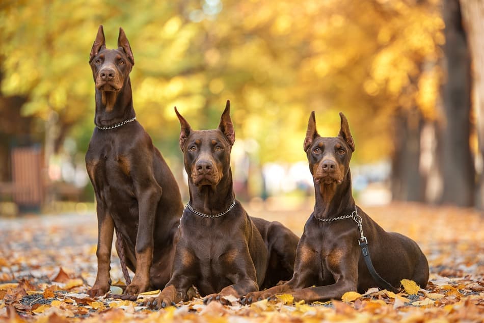 Three red and rust Dobermans.