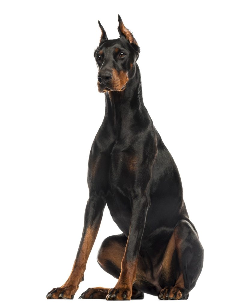 Large warlock king goliath Doberman.