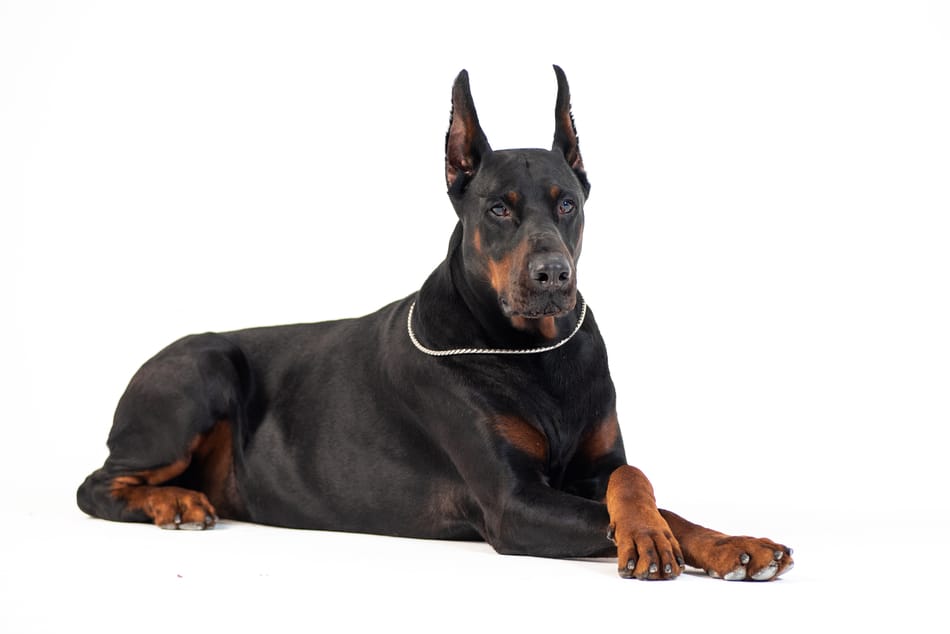 A Warlock Doberman lying down. Also often called Goliath, Gladiator, or King Doberman.